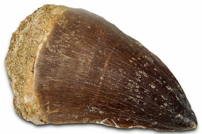 Fossil Mosasaur (Prognathodon) Tooth - Morocco #326457